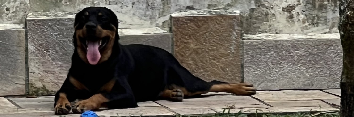 vininovellopes's profile banner image