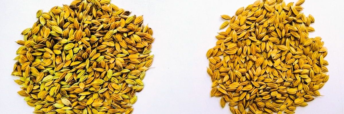 Sikaenaba's profile banner image