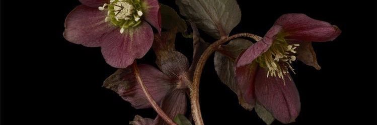 hiromi ma vie banner