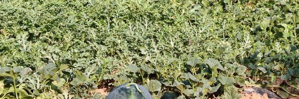 PistachoEduardo Profile Banner