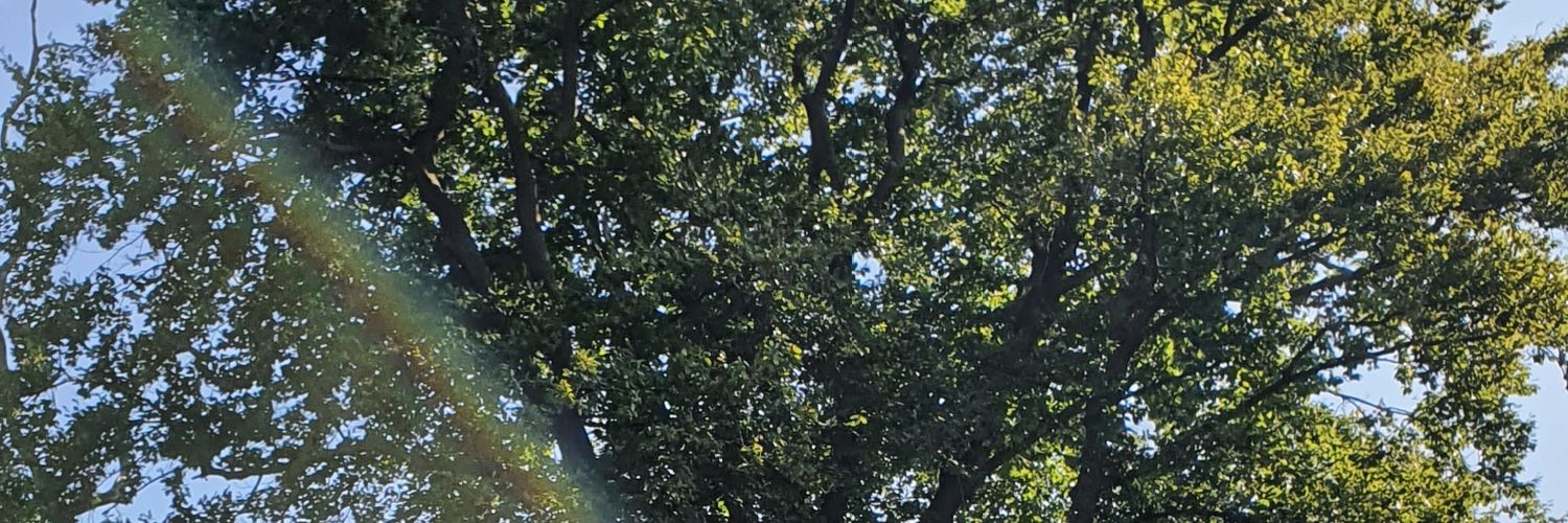 TarnahB's profile banner image