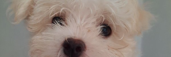 giovanaseixass Profile Banner