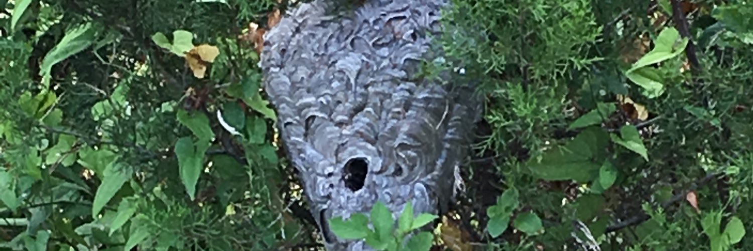 RVAeer's profile banner image