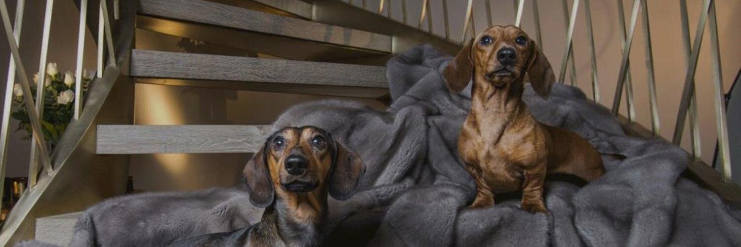 DogsAffaire's profile banner image