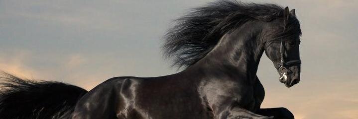 Mariodiro's profile banner image