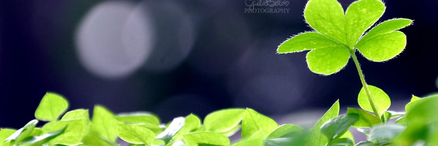 irys_panda's profile banner image