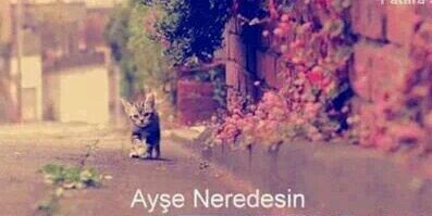 AyseInall's profile banner image