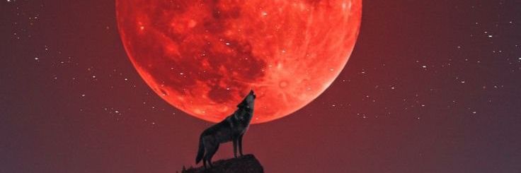 🇦🇷LOBO 🇦🇷 banner