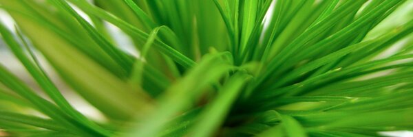 nwalrave Profile Banner