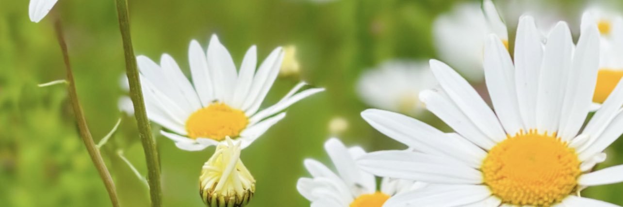 Barbara  banner