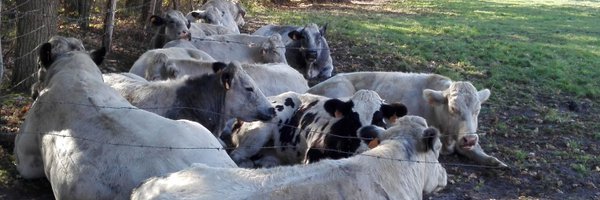 ColroColr Profile Banner