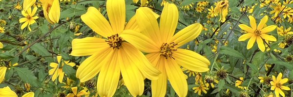 PlntTransformer Profile Banner