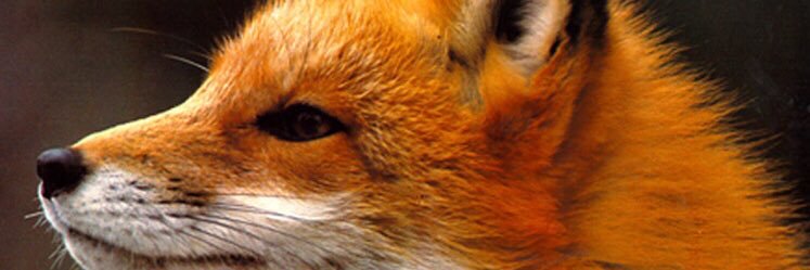 CarlosSalazare2's profile banner image