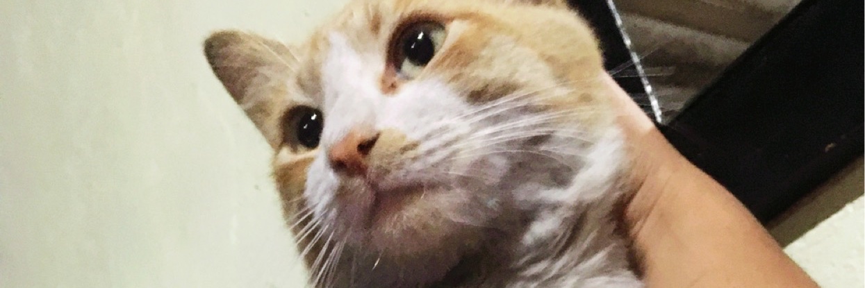 DanaSvl's profile banner image