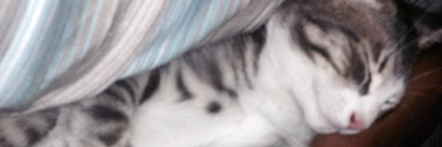 l0ri3n's profile banner image