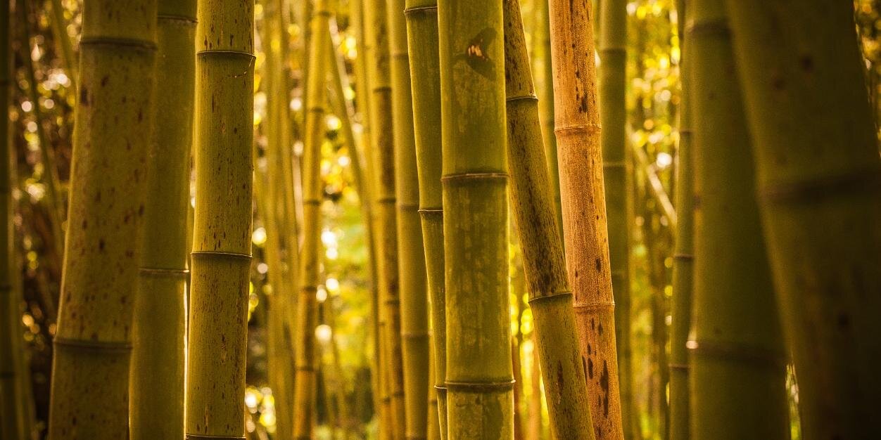 Maxime Touroute banner