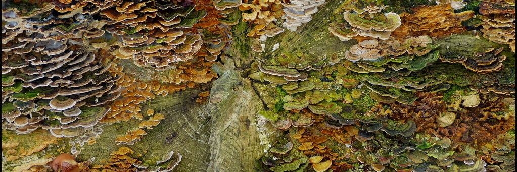 DeepForestDear's profile banner image