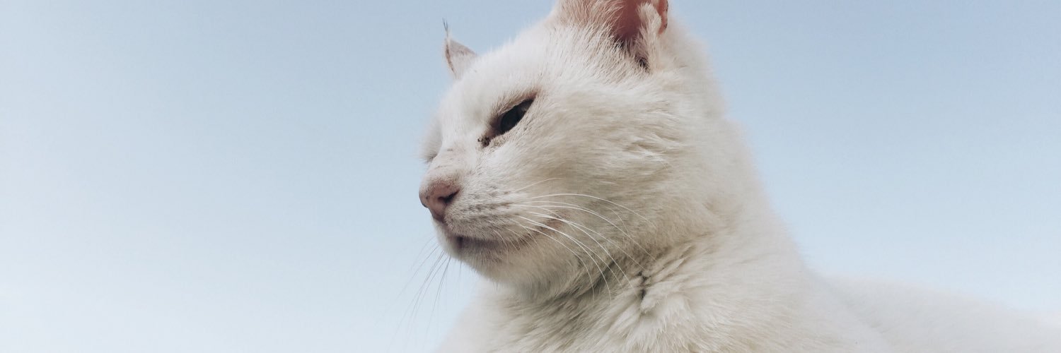 seldiin's profile banner image