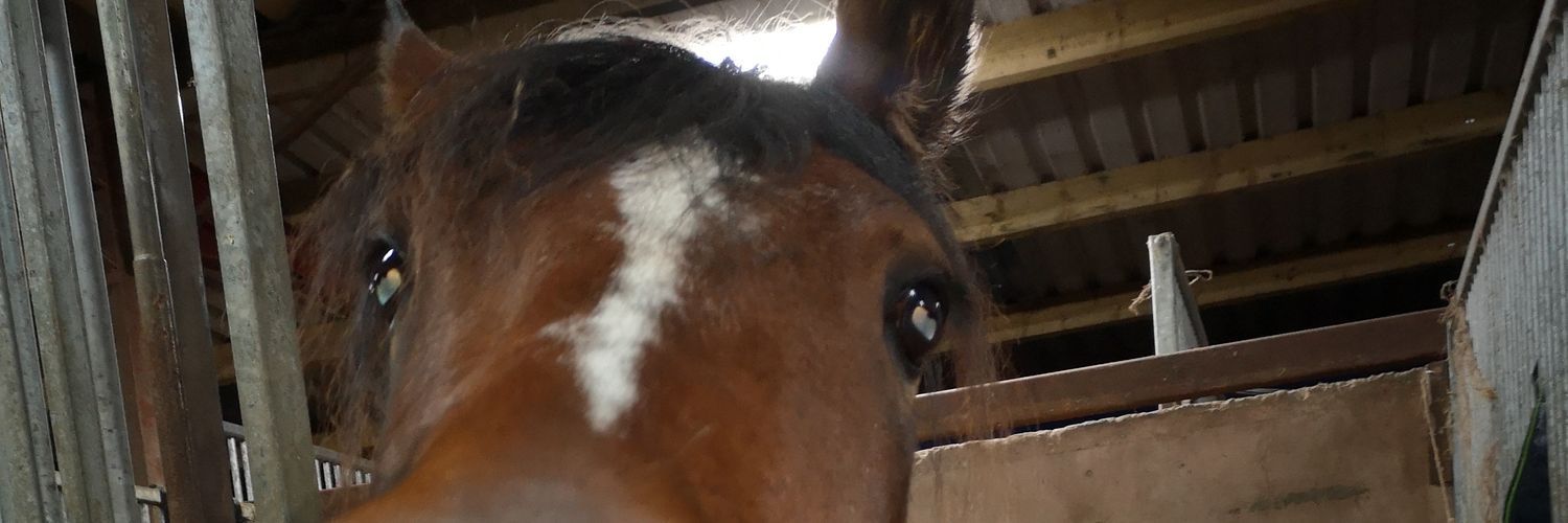 amypook98's profile banner image