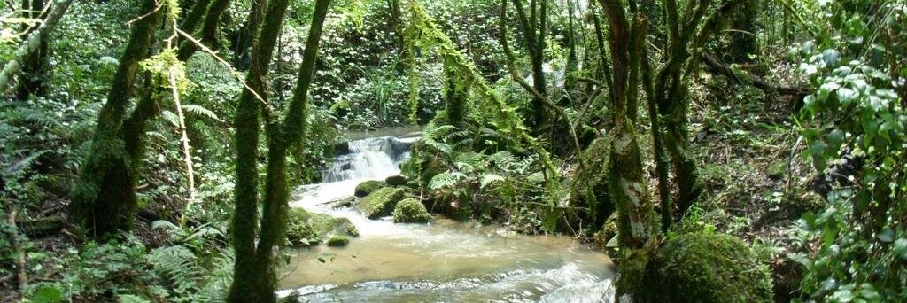 Maggie Verster banner