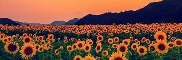 Flor_Humoller's profile banner image