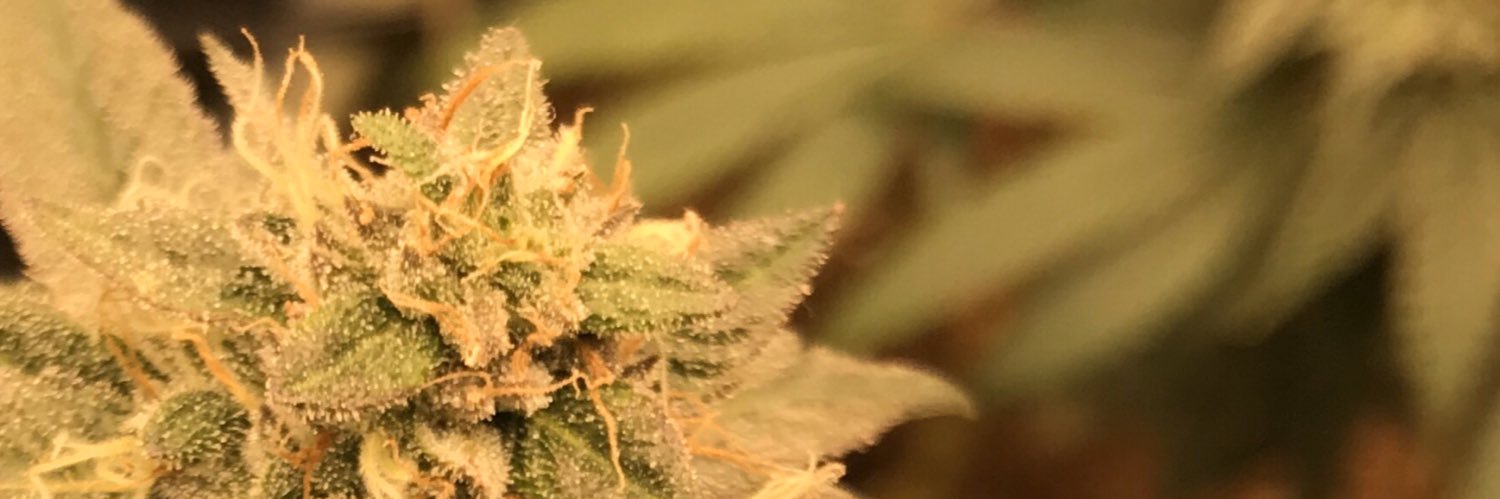 TRUE FACT Cannabis Training banner