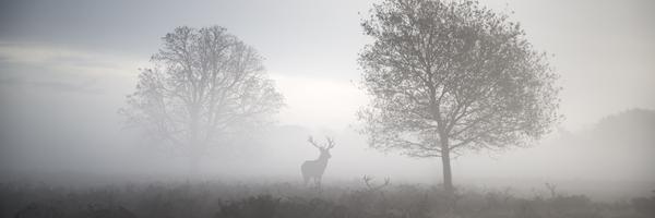 BIG BAMBI Profile Banner