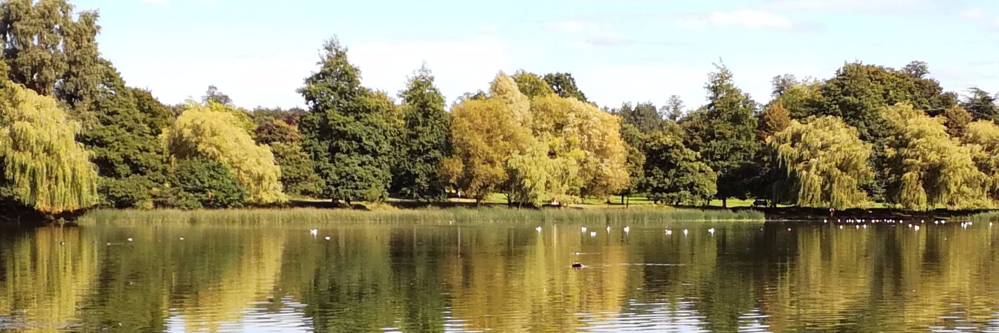 Dr Adele Horobin banner