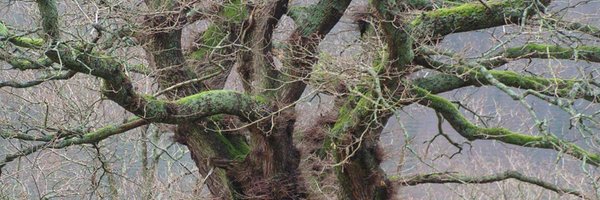 andrew_hoaen Profile Banner