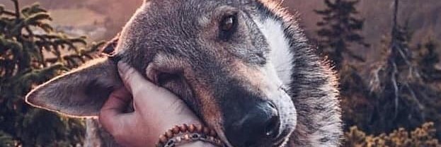 willieza1's profile banner image
