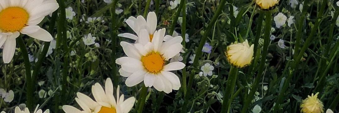 becer_tulay's profile banner image