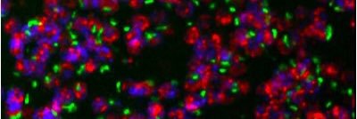 Lashley Lab banner