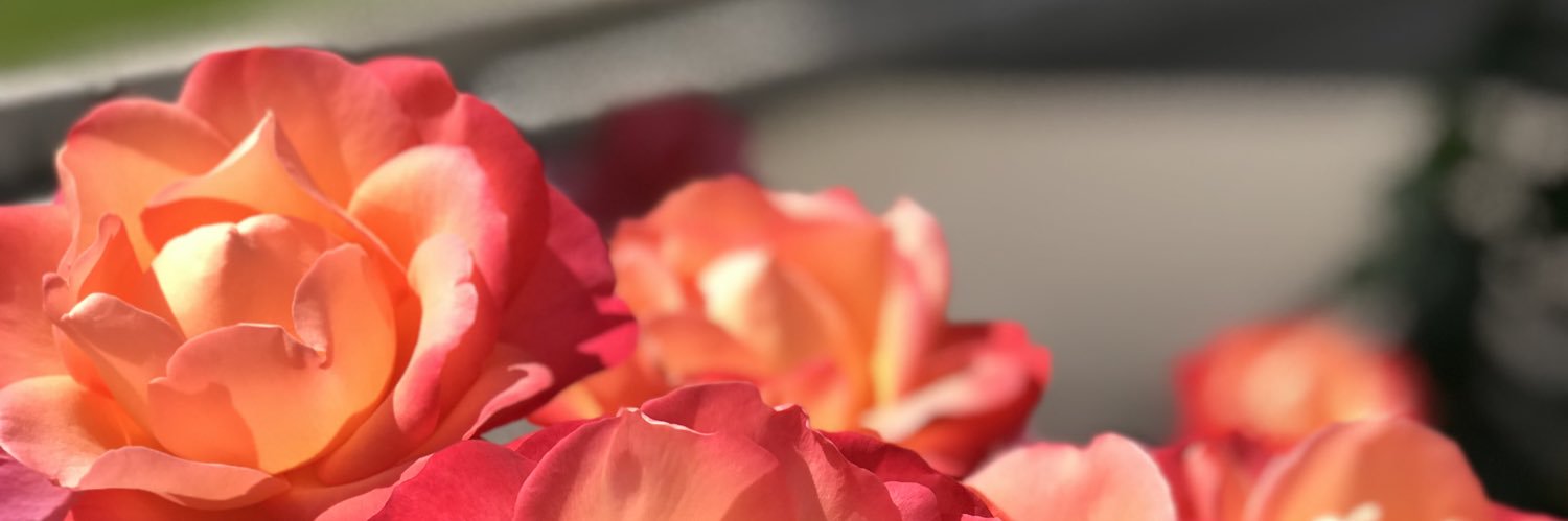 hollyyy___'s profile banner image