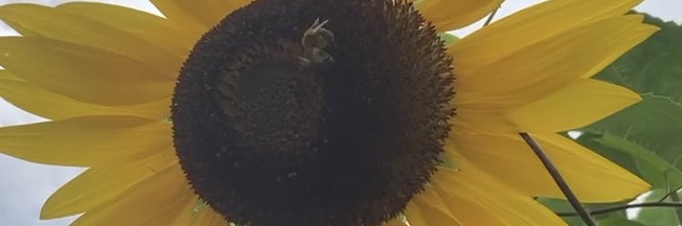 Feiguele 🇮🇱🌻🇦🇷🫂 🎗️ banner