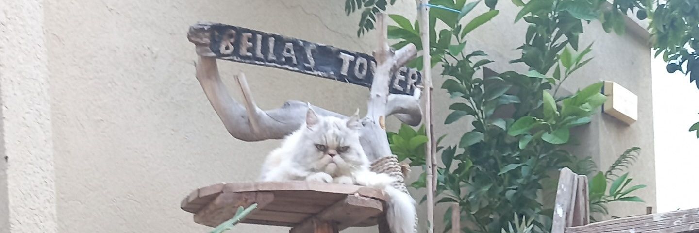 🎗🇮🇱Tal alter banner