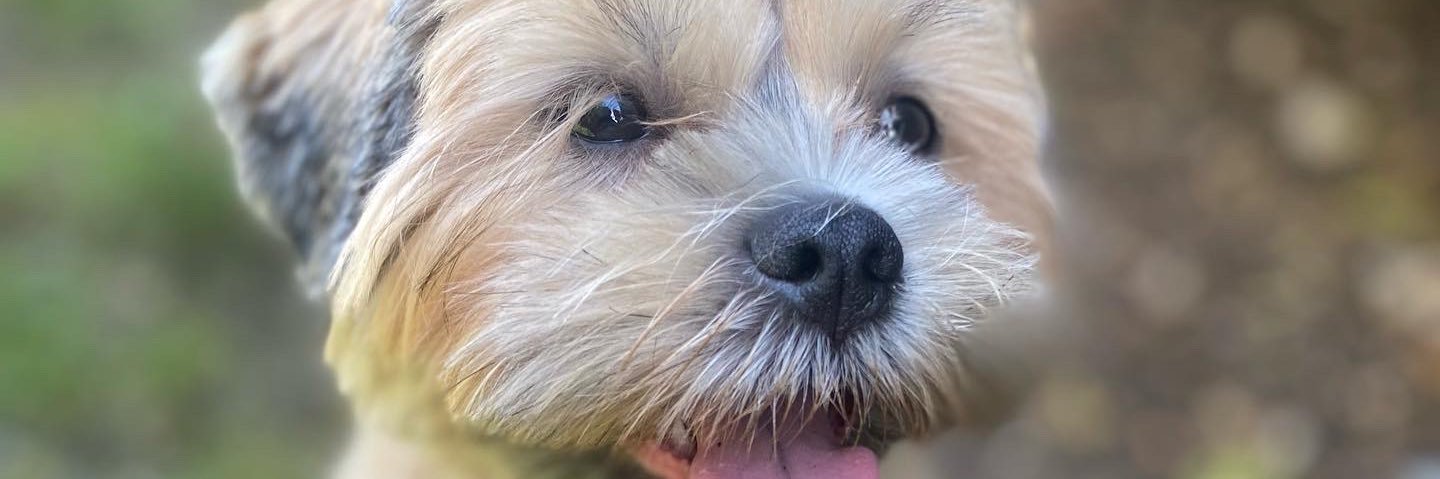 aany_chaavez's profile banner image