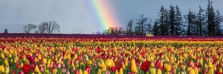❀࿔🌷Alejandra Pobeda❀࿔🪷♥️💯💯's banner