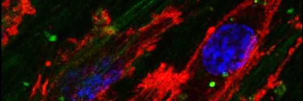 BianYns Profile Banner