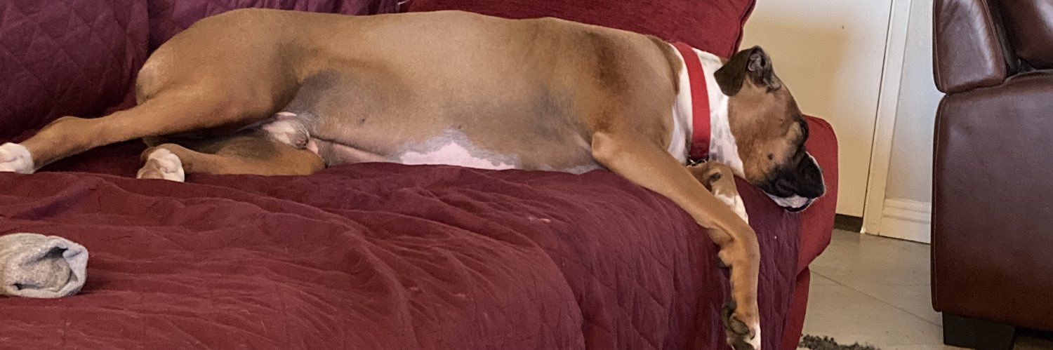 boxermomlife's profile banner image