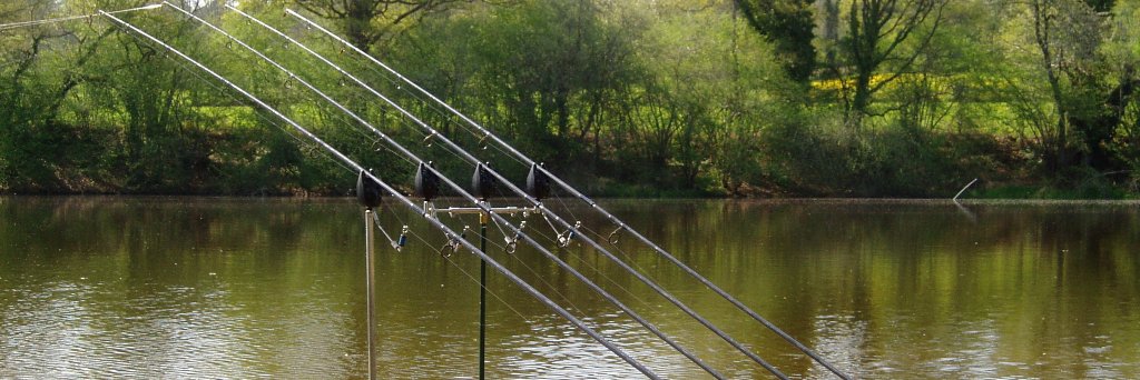 Well Carpy banner