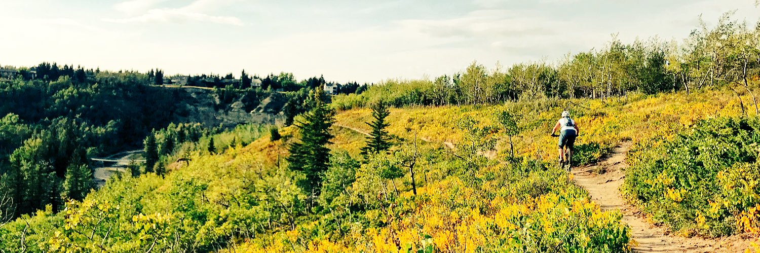 Lindsay Bliek banner