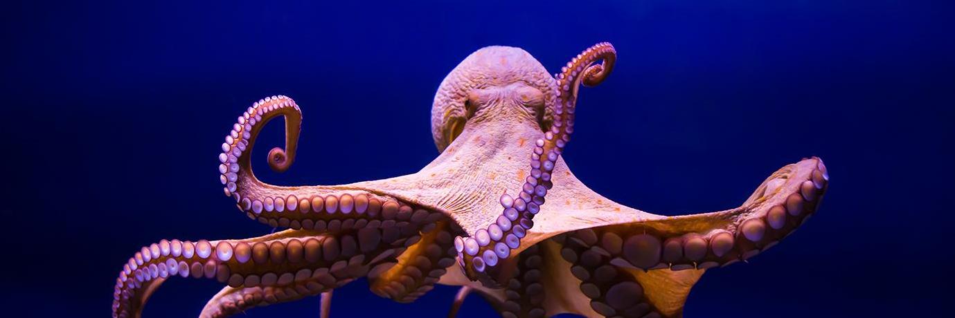 Vali Chandrasekaran banner