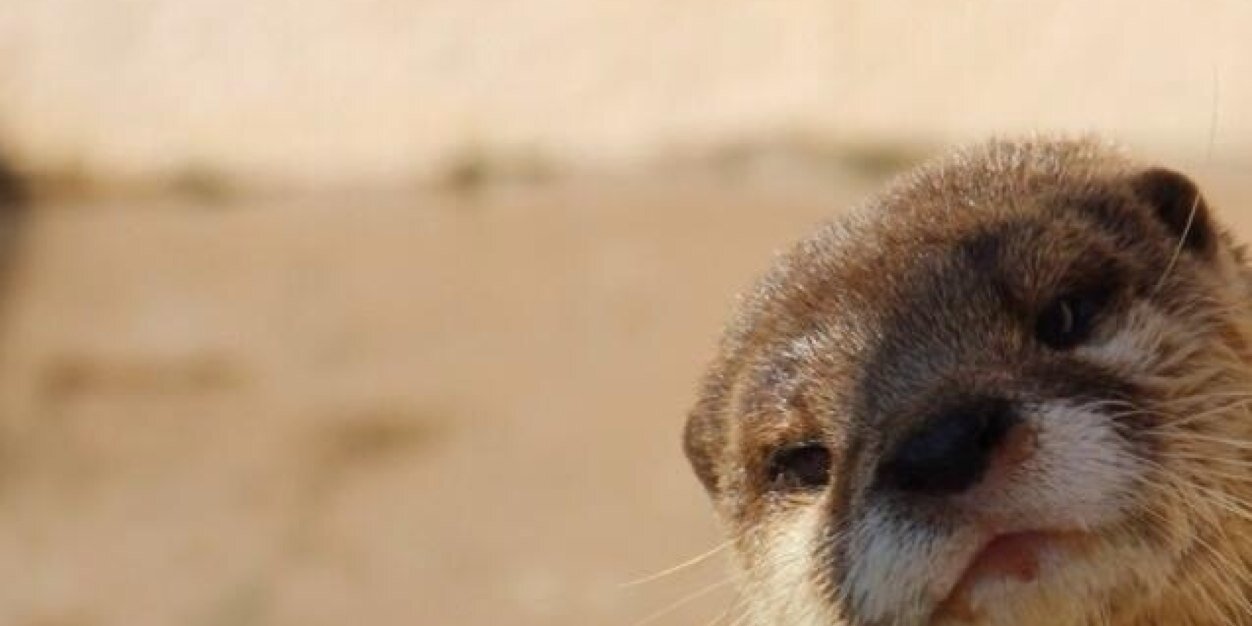 the_kanki's profile banner image