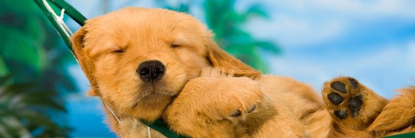 Rory Dawg 🔜 MPLX banner