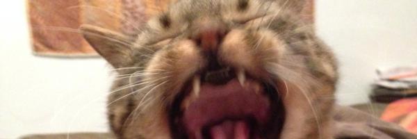 Kudlowitz Profile Banner