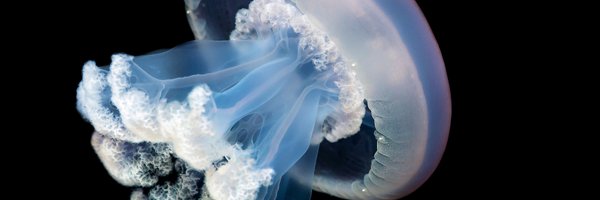 cafeciaojoe Profile Banner