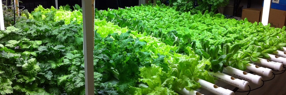 insidegardening's profile banner image