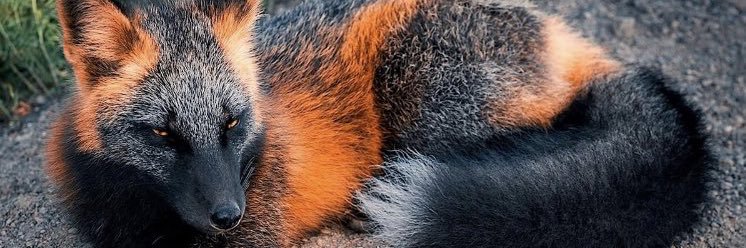 Fox Semones banner