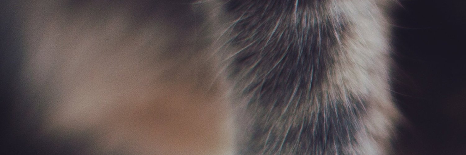 loveplato's profile banner image
