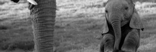 #انا_صوتهم banner